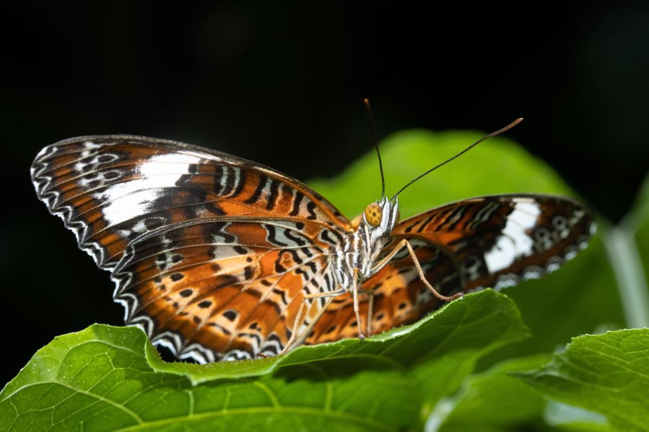 Hotel Batchelor Butterfly Farm Extérieur photo