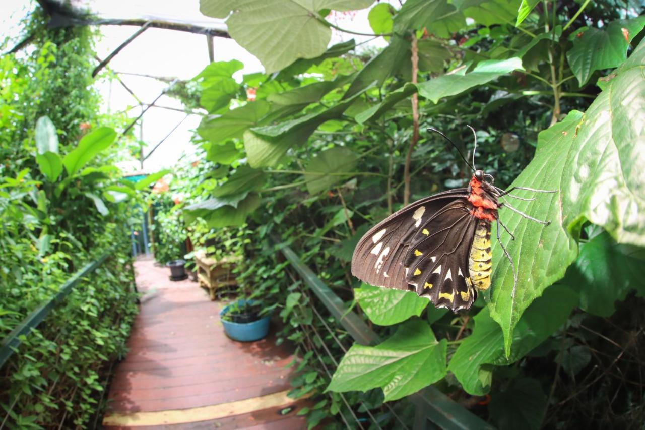 Hotel Batchelor Butterfly Farm Extérieur photo