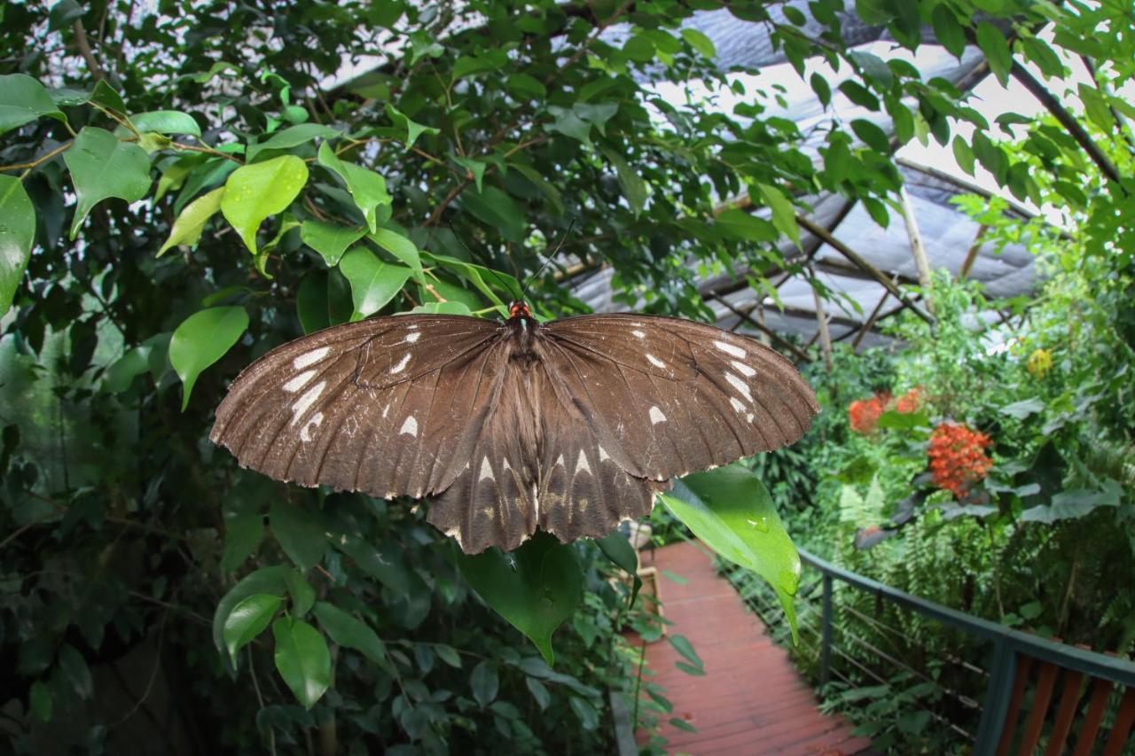 Hotel Batchelor Butterfly Farm Extérieur photo
