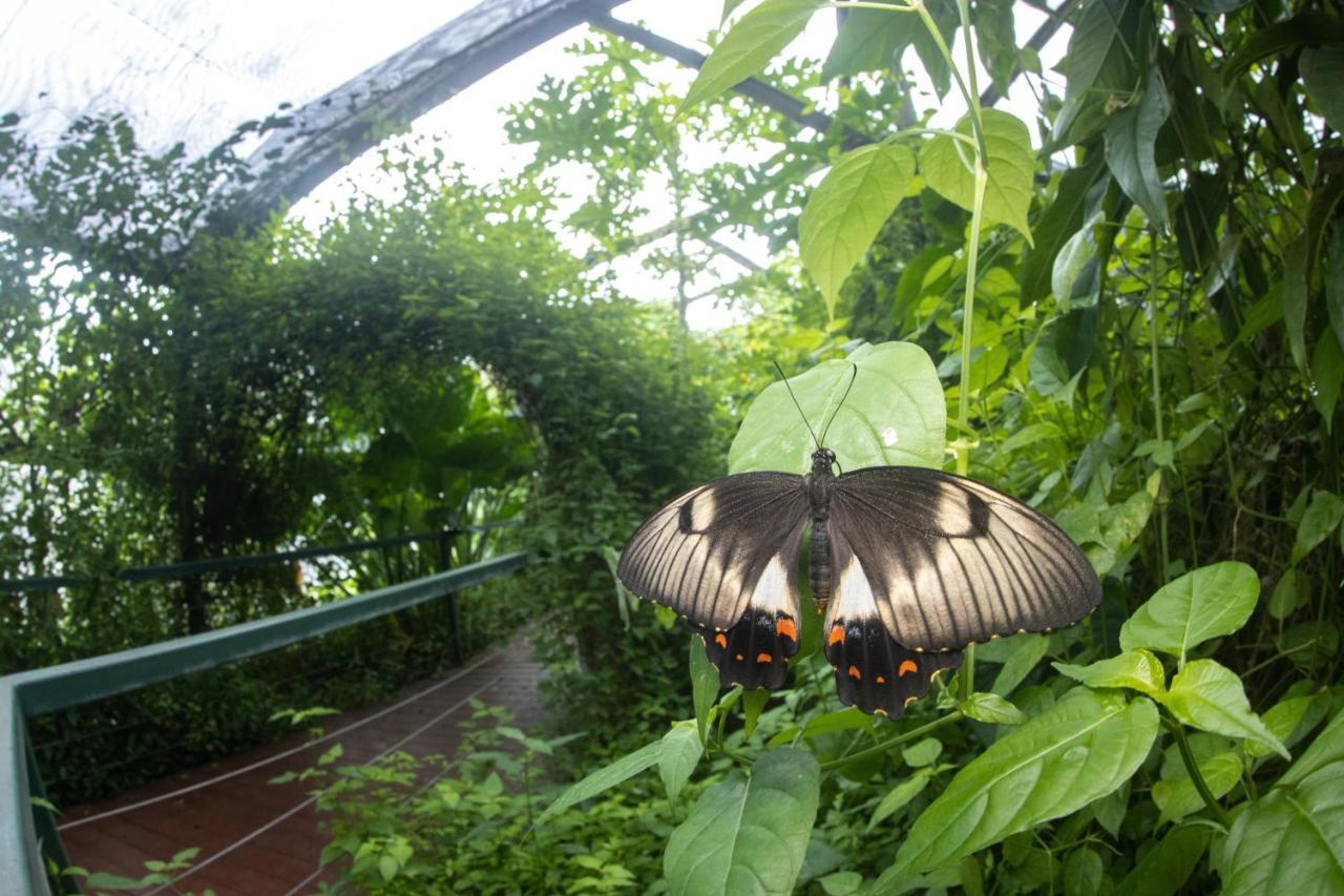 Hotel Batchelor Butterfly Farm Extérieur photo