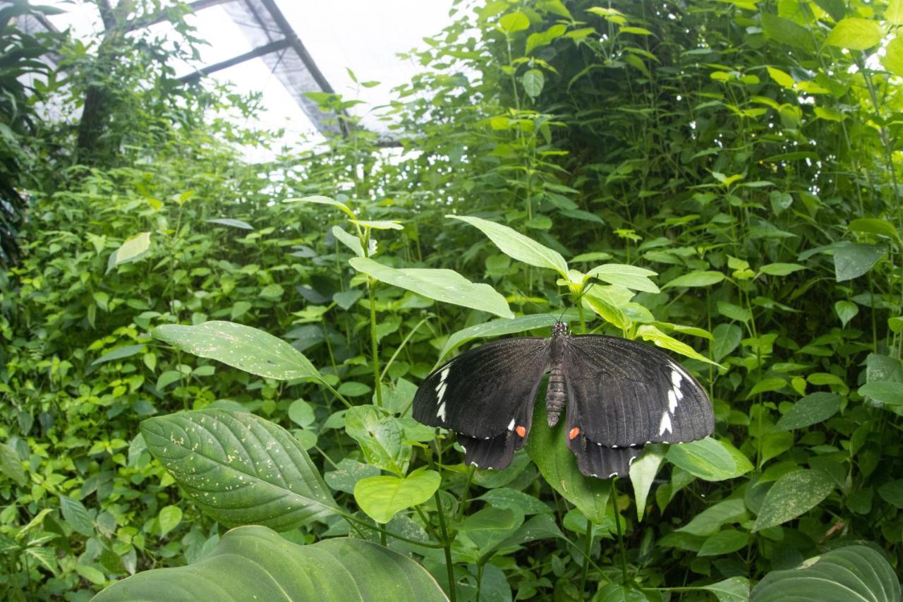 Hotel Batchelor Butterfly Farm Extérieur photo