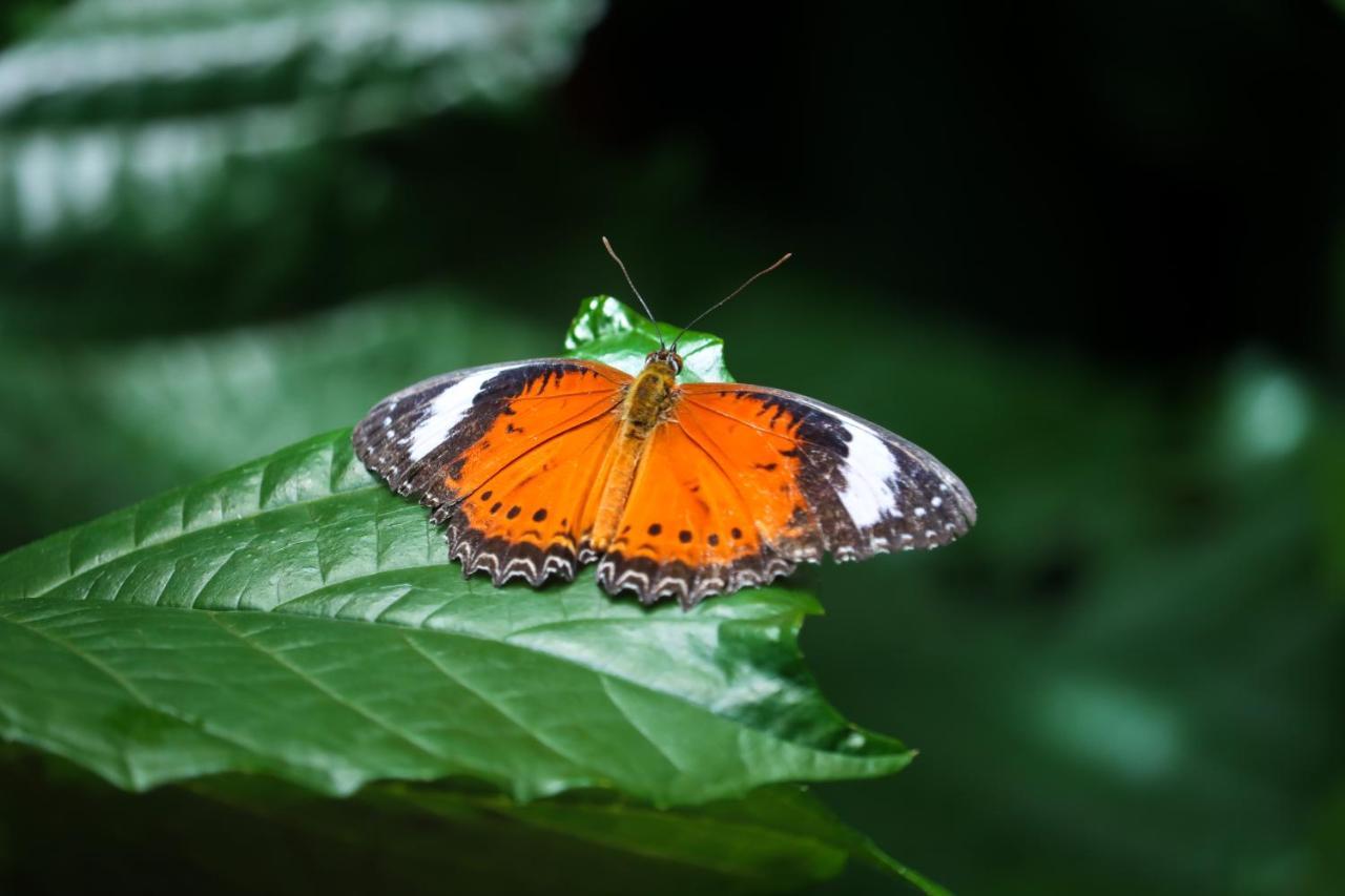 Hotel Batchelor Butterfly Farm Extérieur photo