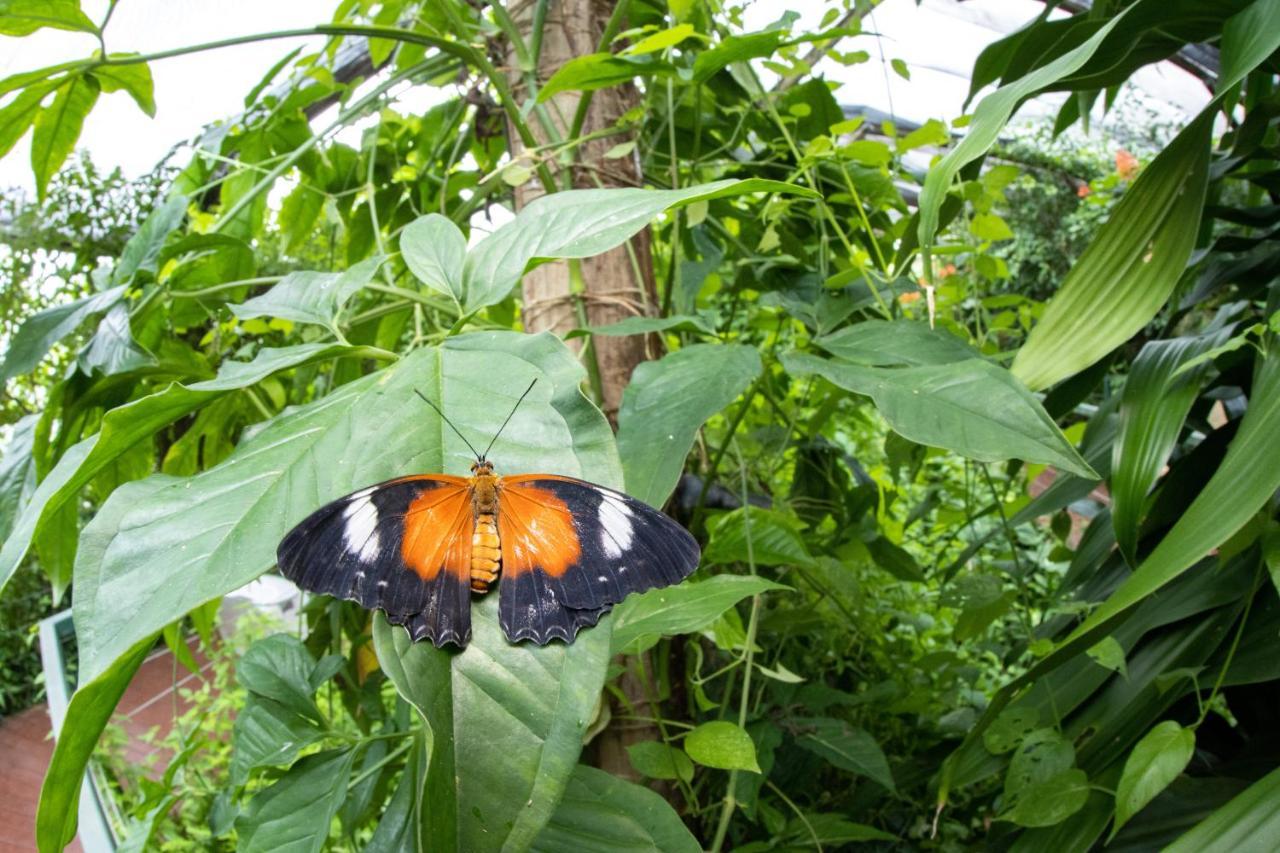 Hotel Batchelor Butterfly Farm Extérieur photo